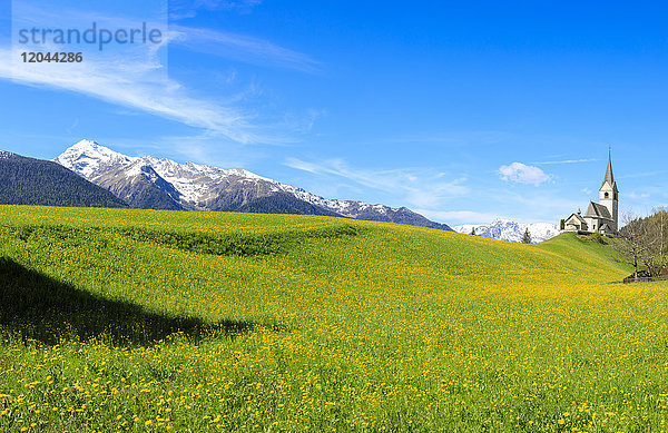 Panorama eines mit gelben Blumen bedeckten Tals  Schmitten  Bezirk Albula  Kanton Graubünden  Schweiz  Europa