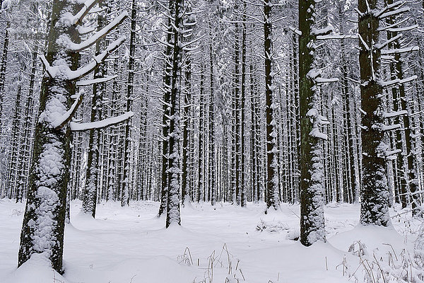 Wald im Winter  Erbeskopf  816m  Naturpark Saar-Hunsrück  Rheinland Pfalz  Deutschland  Europa