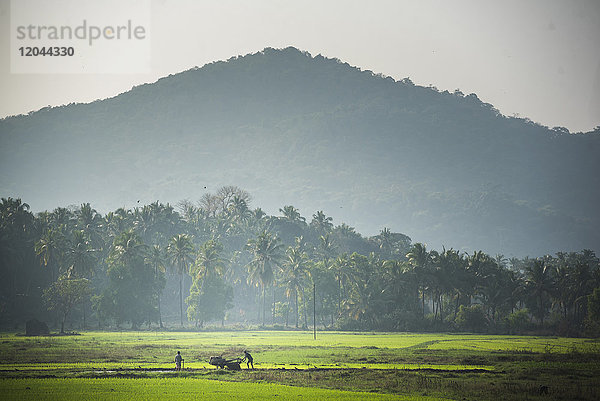 Reisanbaugebiete  Palolem  Goa  Indien  Asien