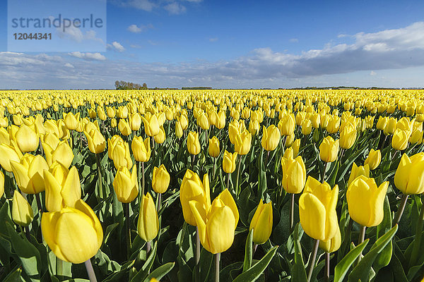 Gelbe Tulpen in einem Feld  Yersekendam  Provinz Zeeland  Niederlande  Europa