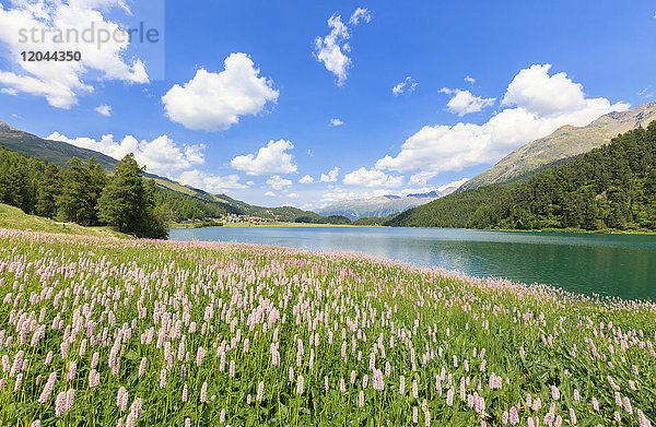 Frühjahrsblüte von Persicaria bistorta am Lej da Champfer  St. Moritz  Oberengadin  Kanton Graubünden  Schweiz  Europa