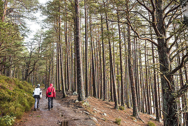Wanderung im Rothiemurchus Forest am Loch an Eilein  Aviemore  Cairngorms National Park  Schottland  Vereinigtes Königreich  Europa