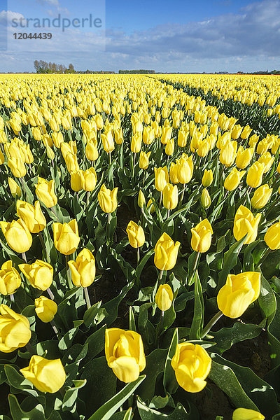 Gelbe Tulpen in einem Feld  Yersekendam  Provinz Zeeland  Niederlande  Europa