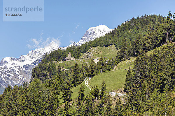 Grüner Wald und verschneite Berge  Alp San Romerio  Brusio  Kanton Graubünden  Poschiavo-Tal  Schweiz  Europa