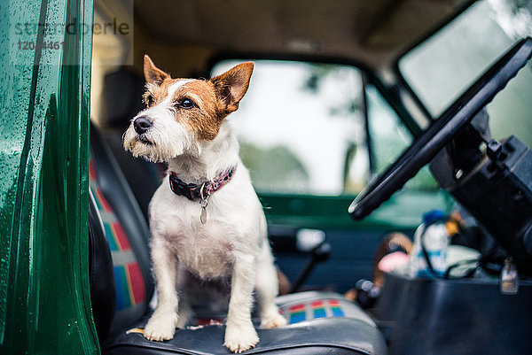 Hund im Auto  Wildtierjagd  Norfolk  England  Vereinigtes Königreich  Europa