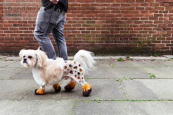 Mann geht mit einem gepflegten Hund mit gefärbtem  rasiertem Fell spazieren