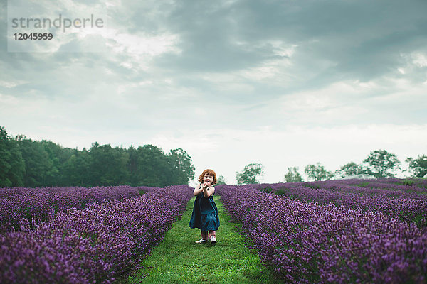 Kleinkind zwischen Reihen von Lavendel  Campbellcroft  Kanada