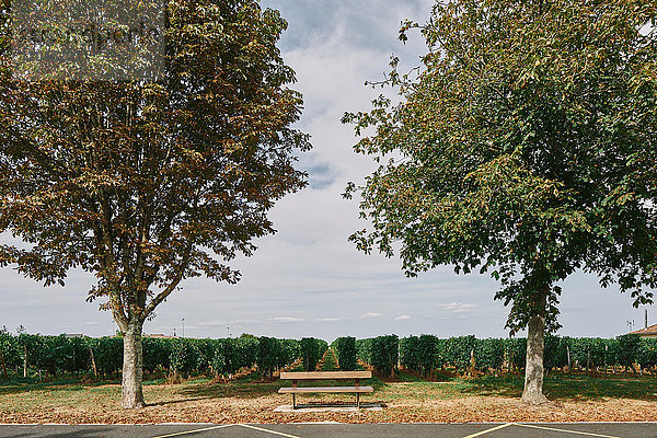 Parkbank vor dem Weinberg  Bergerac  Aquitaine  Frankreich