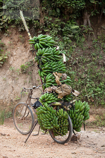 Fahrrad auf Feldweg mit Bananenbündeln gestapelt  Masango  Cibitoke  Burundi  Afrika