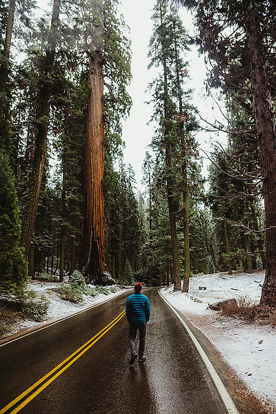 Rückansicht eines männlichen Wanderers  der entlang einer Landstraße im verschneiten Sequoia-Nationalpark wandert  Kalifornien  USA