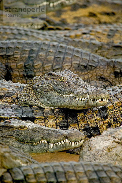 Gruppe von Krokodilen im Wildpark  Djerba  Tunesien