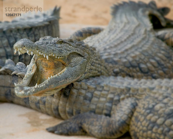 Krokodile mit offenem Maul am Strand des Wildparks  Djerba  Tunesien