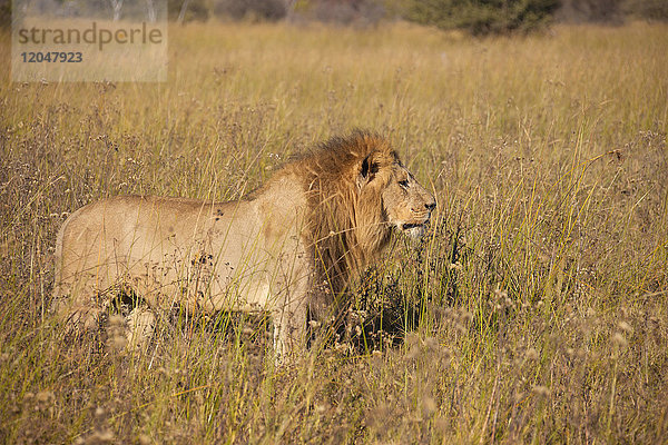 Afrikanischer Löwe (Panthera leo) im hohen Gras im Okavango-Delta in Botsuana  Afrika