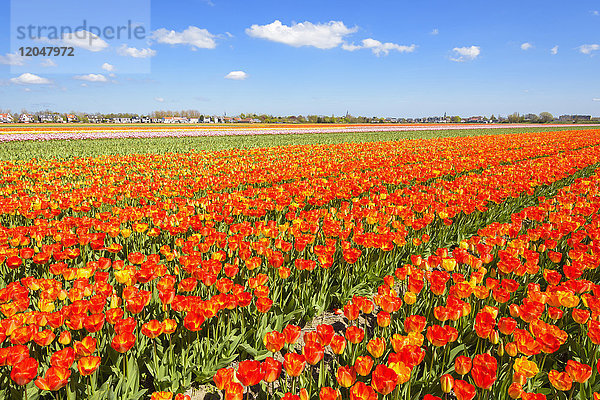 Blick über pulsierende Tulpenfelder im Frühling  Hillegom  Südholland  Niederlande