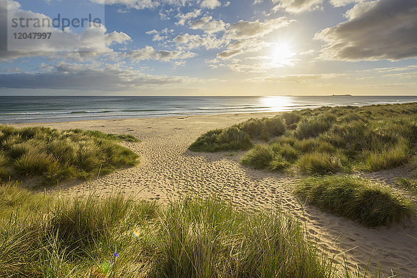 Grasbewachsene Sanddünen am Strand mit Sonnenschein über der Nordsee bei Sonnenaufgang  Bamburgh in Northumberland  England  Vereinigtes Königreich
