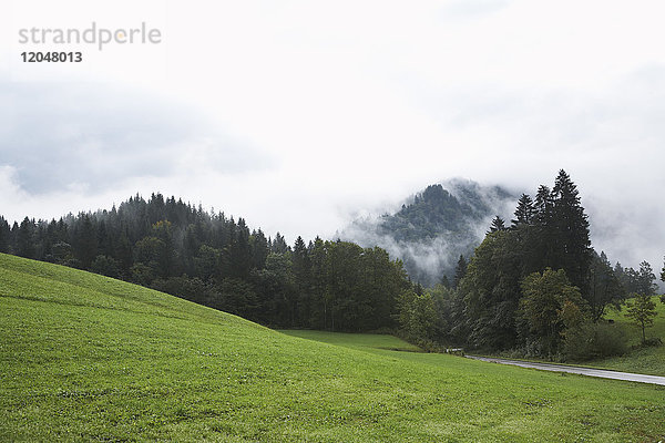 Nebel über Bäumen und Feld