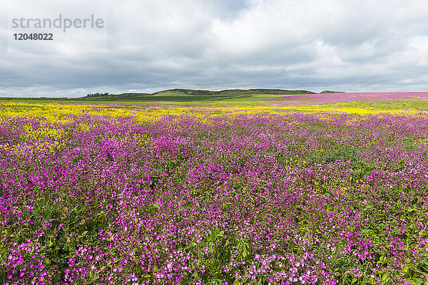 Landschaftliches Feld mit blühenden rosa Blumen und Raps an einem bewölkten Tag in Bamburgh in Northumberland  England  Vereinigtes Königreich