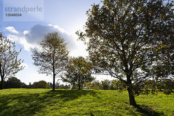 Sonne durch das Laub eines Baumes auf dem Golfplatz  Hosel  Nordrhein-Westfalen  Deutschland