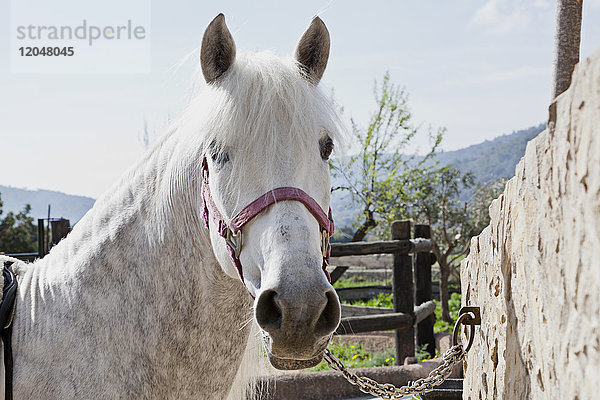 Porträt eines Pferdes im Freien