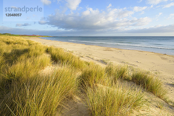 Sanddünen mit Dünengras am Strand von Bamburgh an der Nordsee in Northumberland  England  Vereinigtes Königreich