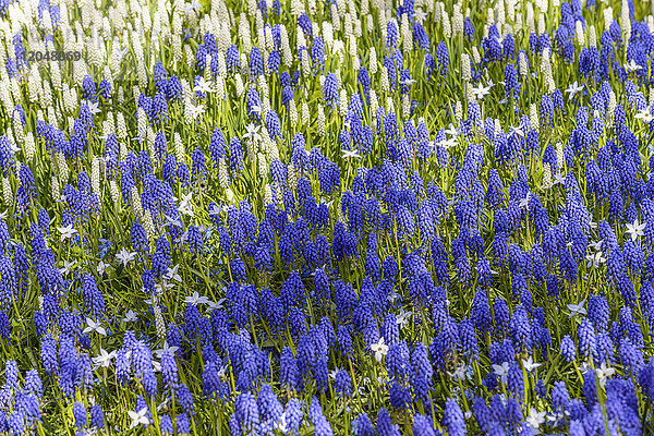 Blaue und weiße Traubenhyazinthe im Frühjahr in den Keukenhof-Gärten in Lisse  Südholland in den Niederlanden