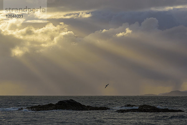 Schottische Küste bei Sonnenuntergang mit Sonnenstrahlen und Seevögeln  die über das Meer bei Mallaig in Schottland  Vereinigtes Königreich  fliegen