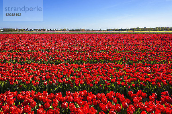 Blick über rote Tulpenfelder im Frühling  Lisse  Südholland  Niederlande