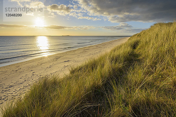 Dünengras und Strand bei Sonnenaufgang an der Nordsee bei Bamburgh in Northumberland  England  Vereinigtes Königreich