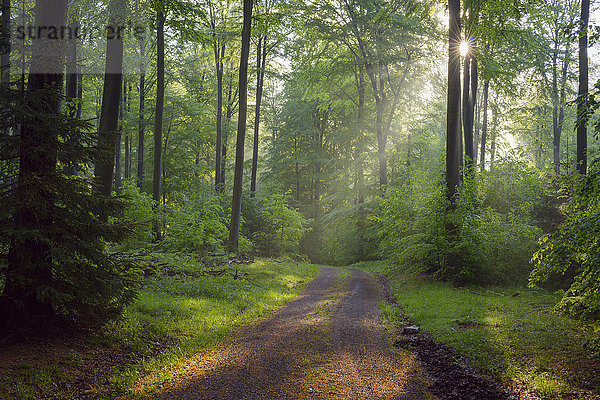 Sonne  die durch die Bäume auf einen Weg in einem Buchenwald im Frühling bei Weibersbrunn im Spessart  Bayern  Deutschland  scheint