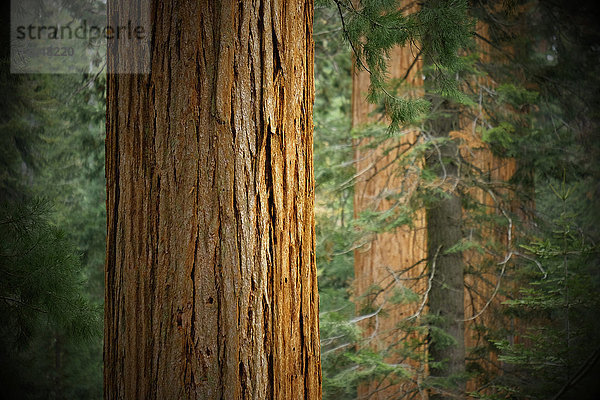 Nahaufnahme von Mammutbaumstämmen in einem Wald in Nordkalifornien  USA