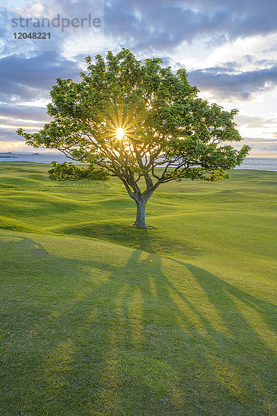 Sonne  die durch einen Ahornbaum auf einem Golfplatz an der Küste bei Sonnenuntergang in North Berwick in Schottland  Vereinigtes Königreich  scheint
