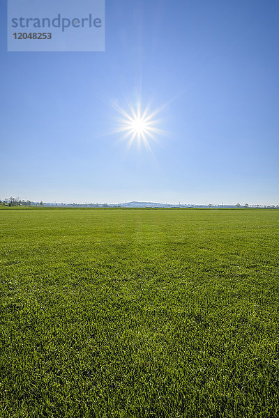 Grünes Gras mit blauem Himmel und Sonne  Gunzenhausen  Weißenburg-Gunzenhausen  Bayern  Deutschland
