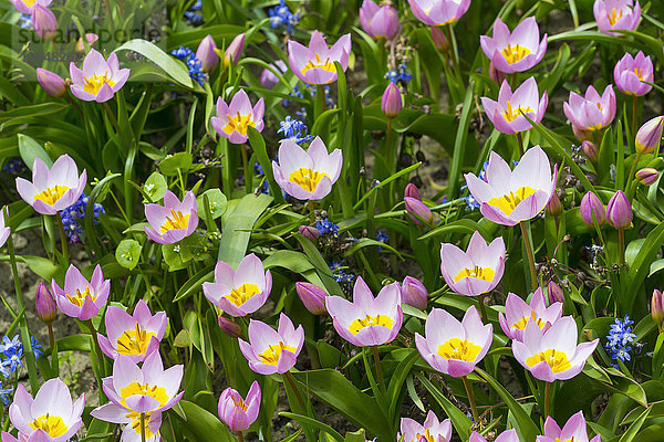 Zartrosa Tulpen und Blauglocken im Frühling in den Keukenhof-Gärten in Lisse  Südholland in den Niederlanden