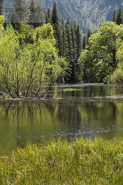 Sonniger Tag entlang des Merced River im Yosemite National Park in Kalifornien  USA
