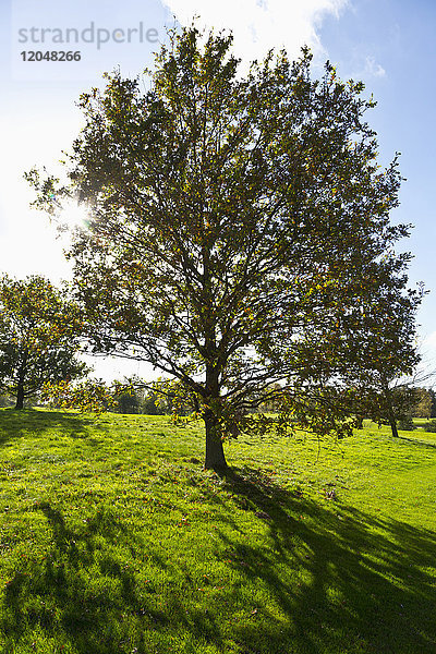 Sonne durch das Laub eines Baumes auf einem Golfplatz  Hosel  Nordrhein-Westfalen  Deutschland