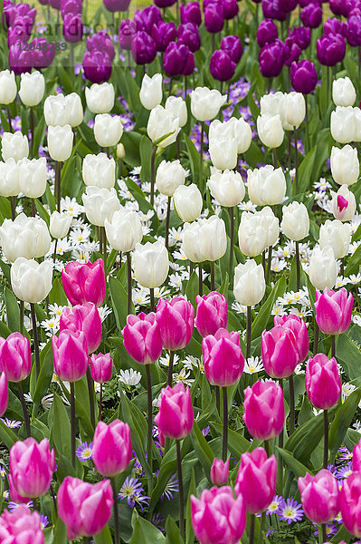 Farbenfrohe Tulpen im Frühling in den Keukenhof-Gärten in Lisse  Südholland in den Niederlanden