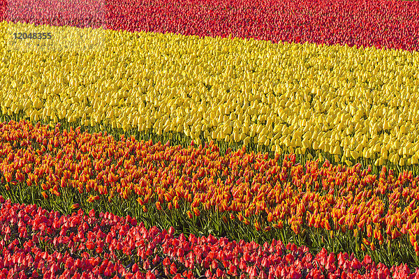 Bunte Tulpenfelder am Morgen  Keukenhof  Lisse  Südholland  Niederlande