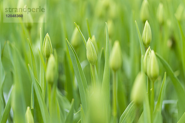 Nahaufnahme von grünen Tulpenknospen im Frühling in den Keukenhof-Gärten in Lisse  Südholland in den Niederlanden