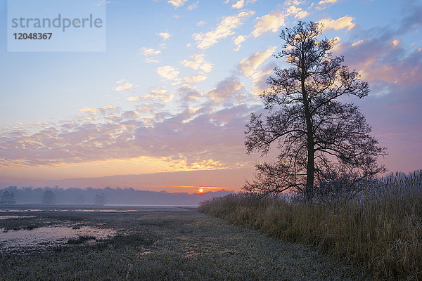 Sumpflandschaft und hinterleuchteter Baum bei Sonnenaufgang im Februar in Hessen  Deutschland