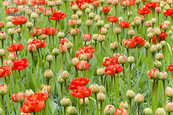 Rote Tulpenknospen  die sich im Frühling in den Keukenhof-Gärten in Lisse  Südholland in den Niederlanden  öffnen