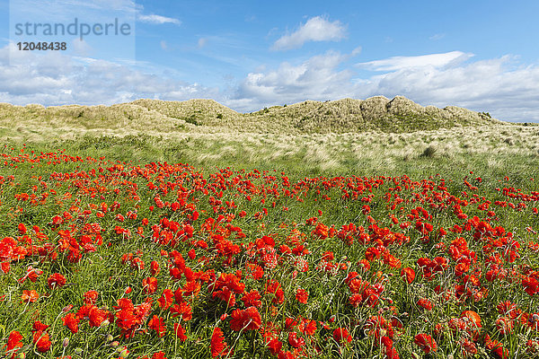 Feld mit roten Mohnblumen und grasbewachsenen Sanddünen im Hintergrund am Strand von Bamburgh  Northumberland  England  Vereinigtes Königreich