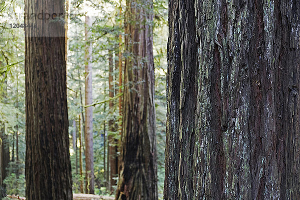 Nahaufnahme von Redwood-Baumstämmen in einem Wald in Nordkalifornien  USA