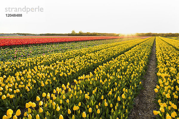 Blick über gelbe Tulpenfelder bei Sonnenuntergang im Frühling  Ruigenhoek  Südholland  Niederlande