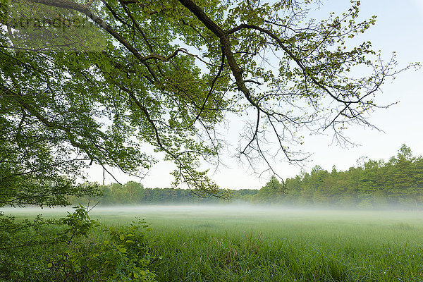 Frühlingslandschaft mit einem über einer Wiese hängenden Ast mit Nebel in Hessen  Deutschland
