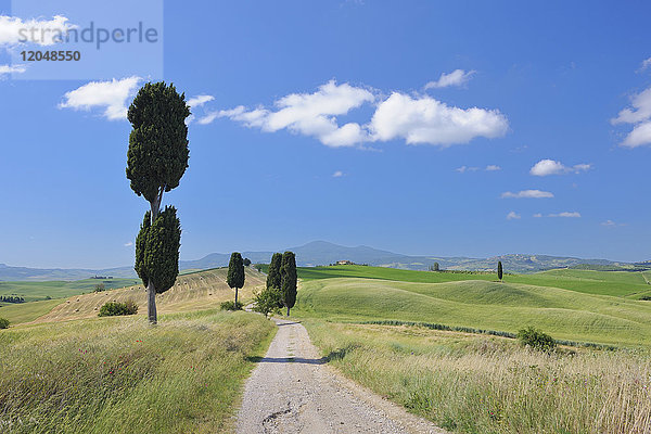 Zypressen (Cupressus sempervirens) entlang einer unbefestigten Straße in Pienza im Val d'Orcia in der Provinz Siena  Toskana  Italien