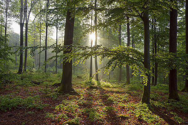 Sonne scheint durch die Bäume in einem Frühlings-Buchenwald bei Weibersbrunn im Spessart  Bayern  Deutschland