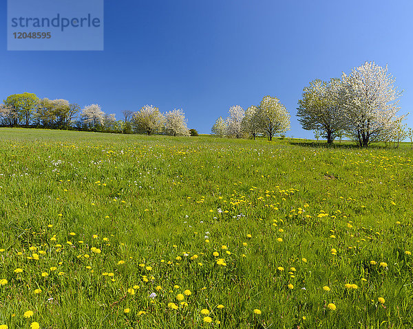 Löwenzahn auf Wiese mit blühenden Kirschbäumen im Frühling  Vogelsbergkreis  Hessen  Deutschland