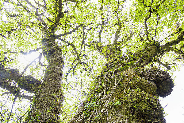 Efeuranken um alte knorrige Baumstämme im Frühling auf der Isle of Skye in Schottland  Vereinigtes Königreich