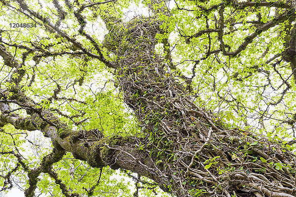 Efeuranken um einen alten knorrigen Baumstamm im Frühling auf der Isle of Skye in Schottland  Vereinigtes Königreich