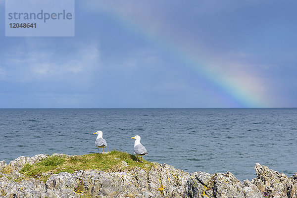 Schottische Küste mit Möwen auf den Felsen und einem Regenbogen über dem Nordatlantik bei Mallaig in Schottland  Vereinigtes Königreich